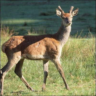 Quel est cet animal ?