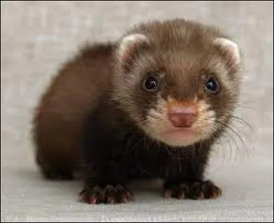 Le petit du furet est un fureton.