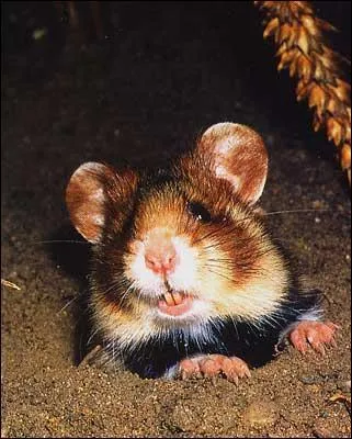 Quel est cet animal ?