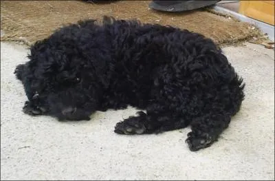 Quel est cet animal ?