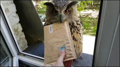 Un hibou arrive sur le bord de ta fenêtre avec une lettre. Que fais-tu ?
