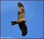 Quel est le rapace le plus commun dans les valles du Tarn-et-Garonne ?