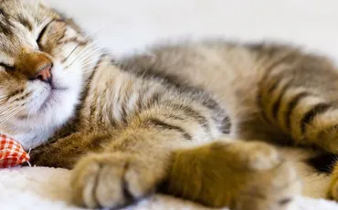 Quiz Animaux