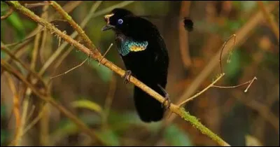 L'agent n'en a plus, c'est le...