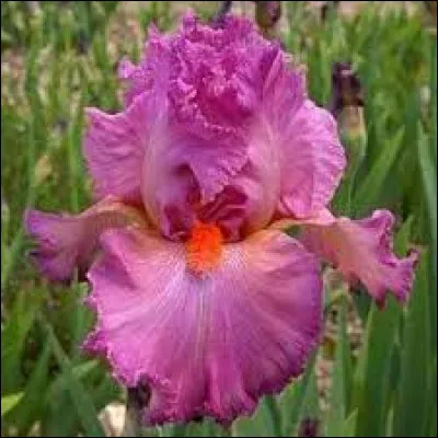 Depuis combien de temps est marié un couple qui s'apprête à fêter ses noces d'iris ?