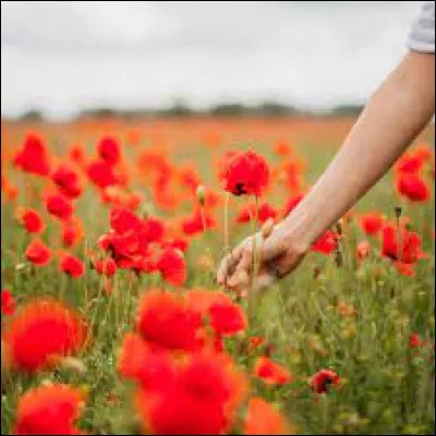 Les noces de coquelicot correspondent à ..........