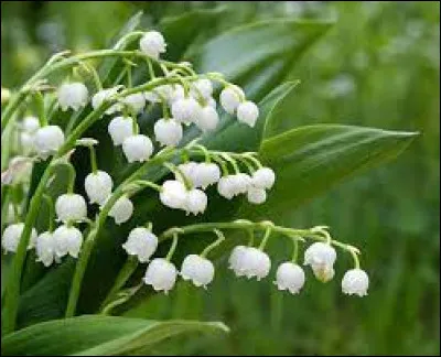 Seules les fleurs du muguet sont toxiques.