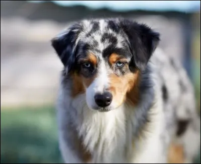 Quelle est cette race ?