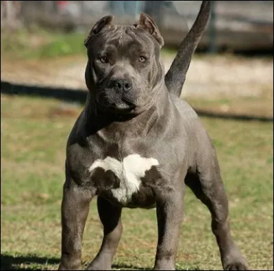 Ce chien est-il autorisé en France ?