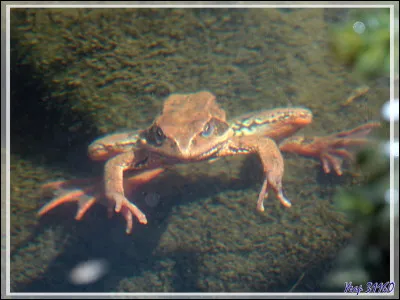 La grenouille se cache dans le Vidourle.