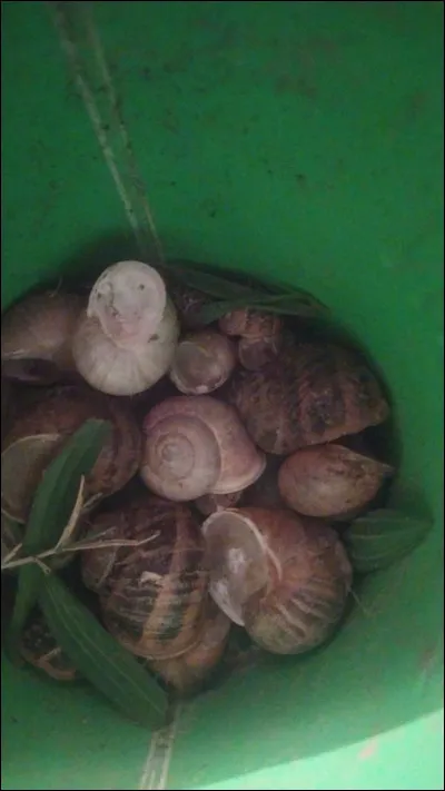 Les escargots mangent des feuilles froides en hiver.