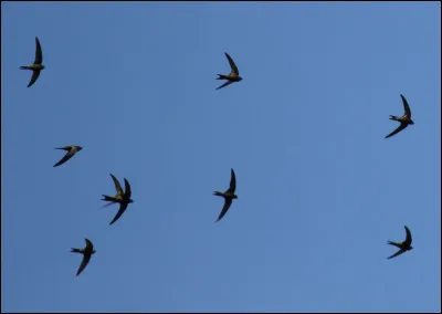 En hiver, les hirondelles partent dans les pays chauds.