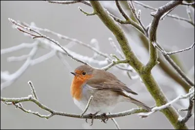 Le rouge-gorge est granivore en hiver et insectivore en été.