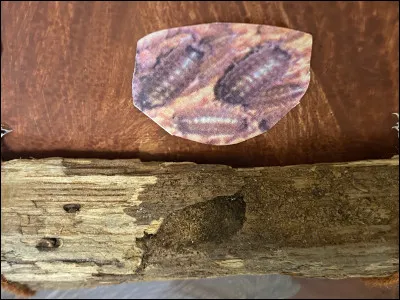 Le cloporte hiberne dans les logettes.