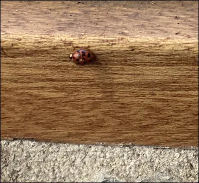 En hiver, les coccinelles perdent leurs points.