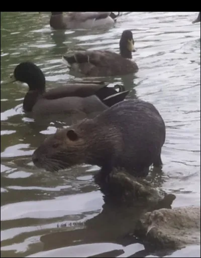 Le ragondin hiberne dans son terrier.