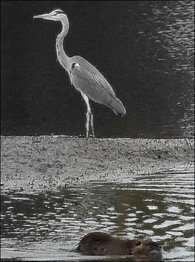 En hiver, le héron migre dans le nord de la France.