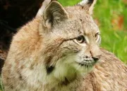 Quiz Les lynx