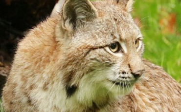 Quiz Felins