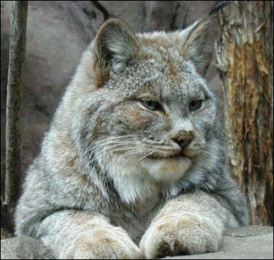 Combien de temps peut vivre un lynx ?