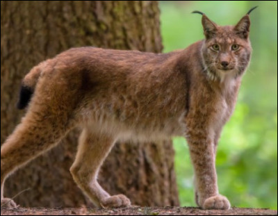 Tout d'abord, saurais-tu donner la moyenne de taille d'un lynx, de la tête à la queue ?