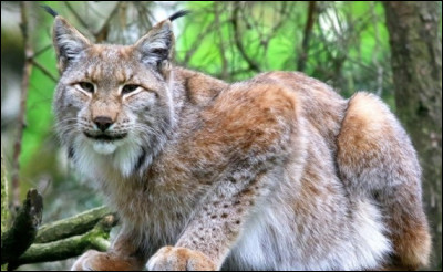 Combiens d'espèce de lynx existe-t-il ?
