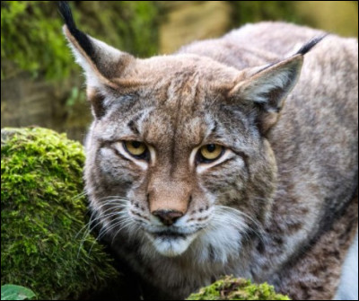 Coche les cases des espèces de lynx non existantes :