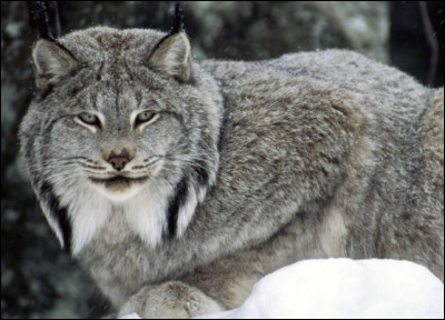 Comment s'appelle cette espèce de lynx ?
