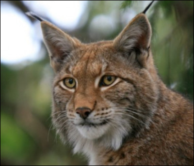 Coche l'expression qui existe :