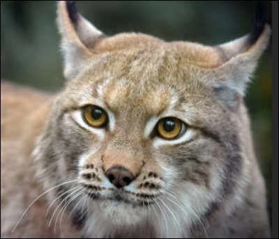 Le lynx est le plus grand félin...