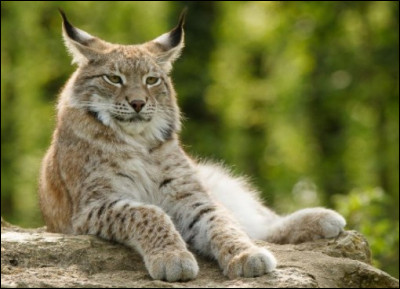 De quoi se nourrit le lynx boréal ?