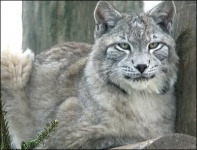 Quels sont les animaux ennemis du lynx ?