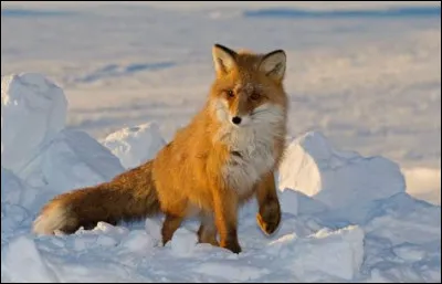 Quel est cet animal ?