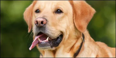 Quel est cet animal ?