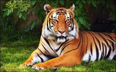 Quel est cet animal ?