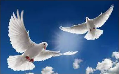 Qu'est-ce que la colombophilie ?