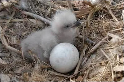 Comment s'appelle le petit de l'aigle ?