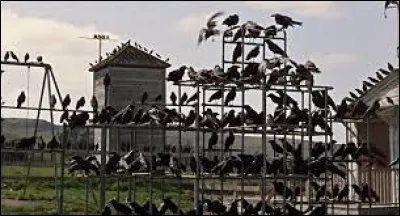 Qui a réalisé le film "Les Oiseaux" sorti en 1963 ?