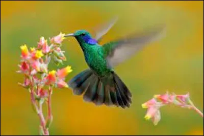 Quel petit oiseau est capable de pouvoir voler en arrière ?