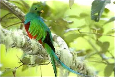 Quel est le nom de ce magnifique oiseau vivant dans la forêt tropicale ?