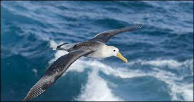 Quel poète français du XIXe siècle est l'auteur du poème intitulé "L'Albatros" ?