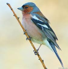 Quiz Oiseaux
