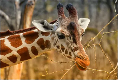 Que mange la girafe ?