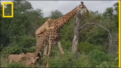 Avec quoi se battent les girafes ?