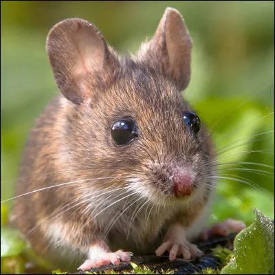 Où vivent les souris ?