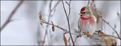 Le flamant rose peut être aussi...