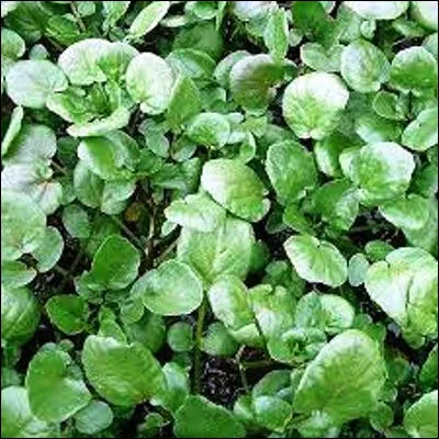 Quelle plante potag&egrave;re, tr&egrave;s riche en vitamines, en fer et en calcium, peut &ecirc;tre de fontaine, des pr&eacute;s ou al&eacute;nois ?