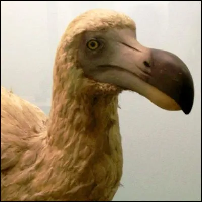 Quel oiseau incapable de voler peut &ecirc;tre papou ou pygm&eacute;e ?