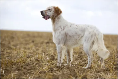 Te te promènes avec ton apprenti sur ton territoire quand il t'informe qu'il a vu un chien. Tu tournes la tête et aperçois le canidé, que fais-tu ?
