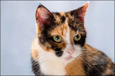 Quel est ton atout ?